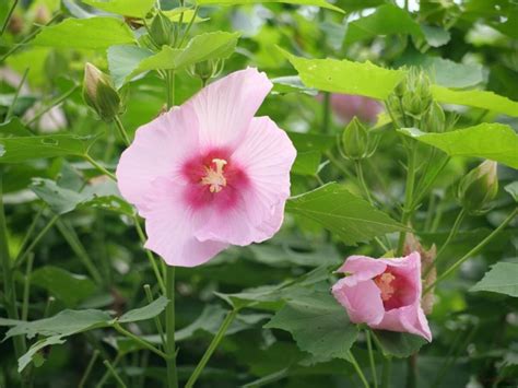 木槿花種植|ムクゲ(木槿)の育て方｜植え付けや植え替えの時期、剪定方法 